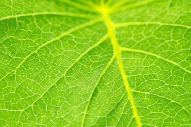 Beautiful Leaf Macro A Captivating CloseUp of Nature's Delicate Beauty clipart