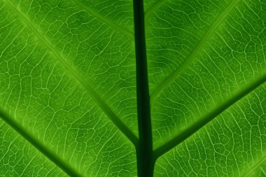 Güzel Yaprak Makro Doğanın Zarif Güzelliğinin Büyüleyici Kapanışı