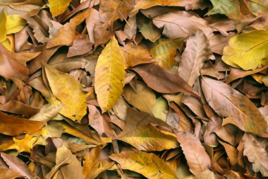 Güzel Yaprak Makro Doğanın Zarif Güzelliğinin Büyüleyici Kapanışı