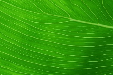 Güzel Yaprak Makro Doğanın Zarif Güzelliğinin Büyüleyici Kapanışı