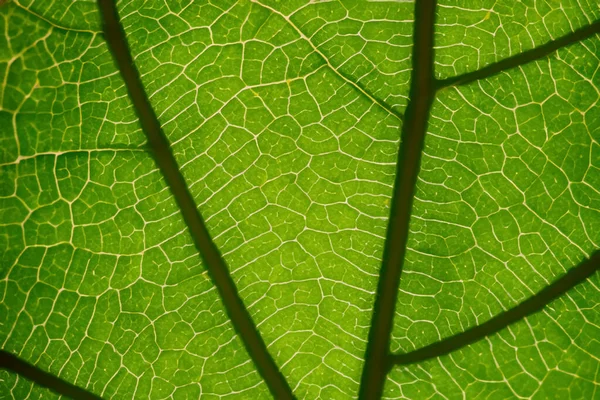 Güzel Yaprak Makro Doğanın Zarif Güzelliğinin Büyüleyici Kapanışı — Stok fotoğraf
