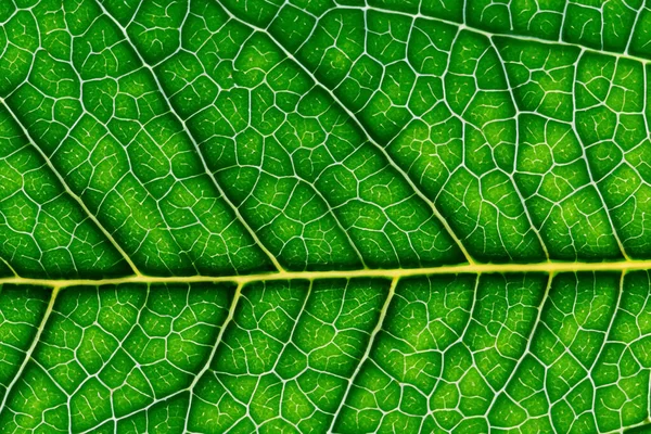 Güzel Yaprak Makro Doğanın Zarif Güzelliğinin Büyüleyici Kapanışı — Stok fotoğraf