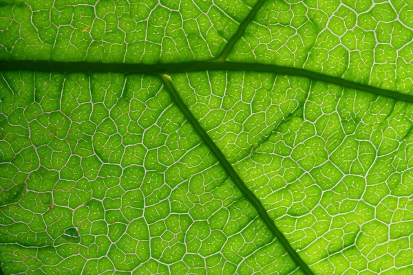 美しい葉のマクロ自然の繊細な美しさの魅力的な閉鎖 — ストック写真
