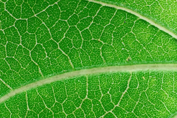 Beautiful Leaf Macro Captivating Closeup Nature Delicate Beauty — Φωτογραφία Αρχείου