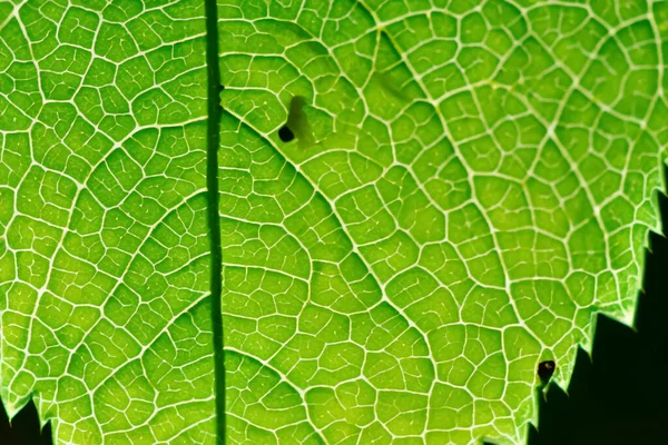 Beautiful Leaf Macro Captivating Closeup Nature Delicate Beauty — Stock Photo, Image