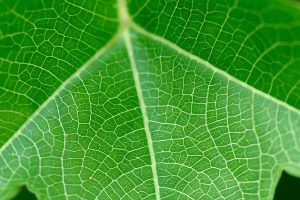 美しい葉のマクロ自然の繊細な美しさの魅力的な閉鎖 — ストック写真