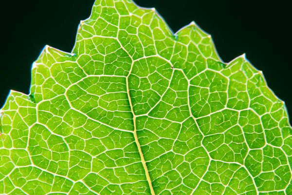 stock image Beautiful Leaf Macro A Captivating CloseUp of Nature's Delicate Beauty