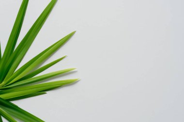 Beyaz Kağıtlı Güzel Yaprak Arkaplanı Serinletici ve Serin Kombinasyon
