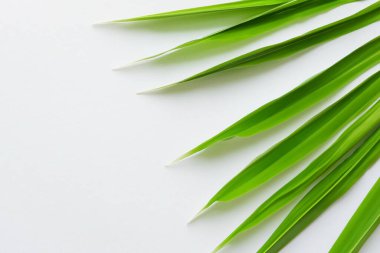 Beyaz Kağıtlı Güzel Yaprak Arkaplanı Serinletici ve Serin Kombinasyon