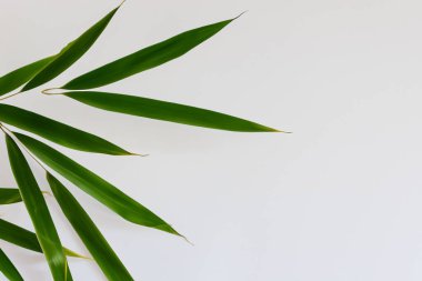 Beyaz Kağıtlı Güzel Yaprak Arkaplanı Serinletici ve Serin Kombinasyon