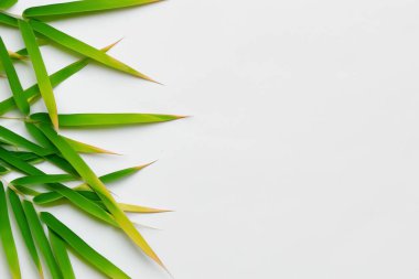 Beyaz Kağıtlı Güzel Yaprak Arkaplanı Serinletici ve Serin Kombinasyon