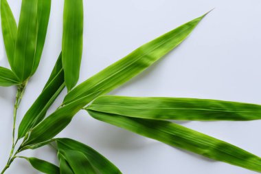 Beyaz Kağıtlı Güzel Yaprak Arkaplanı Serinletici ve Serin Kombinasyon