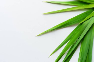 Beyaz Kağıtlı Güzel Yaprak Arkaplanı Serinletici ve Serin Kombinasyon