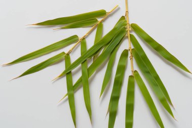 Beyaz Kağıtlı Güzel Yaprak Arkaplanı Serinletici ve Serin Kombinasyon