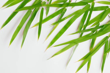 Beyaz Kağıtlı Güzel Yaprak Arkaplanı Serinletici ve Serin Kombinasyon