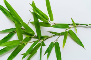 Beyaz Kağıtlı Güzel Yaprak Arkaplanı Serinletici ve Serin Kombinasyon