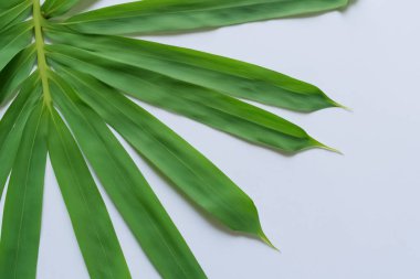 Beyaz Kağıtlı Güzel Yaprak Arkaplanı Serinletici ve Serin Kombinasyon