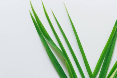 Beyaz Kağıtlı Güzel Yaprak Arkaplanı Serinletici ve Serin Kombinasyon