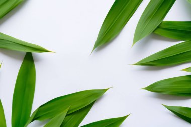 Beyaz Kağıtlı Güzel Yaprak Arkaplanı Serinletici ve Serin Kombinasyon