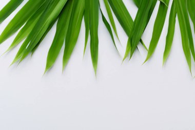 Beyaz Kağıtlı Güzel Yaprak Arkaplanı Serinletici ve Serin Kombinasyon