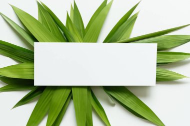 Beyaz Kağıtlı Güzel Yaprak Arkaplanı Serinletici ve Serin Kombinasyon
