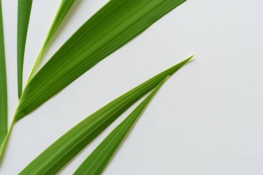 Beyaz Kağıtlı Güzel Yaprak Arkaplanı Serinletici ve Serin Kombinasyon