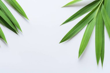 Beyaz Kağıtlı Güzel Yaprak Arkaplanı Serinletici ve Serin Kombinasyon