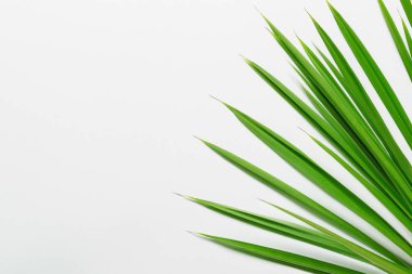 Beyaz Kağıtlı Güzel Yaprak Arkaplanı Serinletici ve Serin Kombinasyon