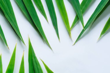 Beyaz Kağıtlı Güzel Yaprak Arkaplanı Serinletici ve Serin Kombinasyon