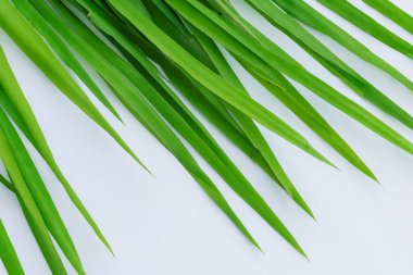 Beyaz Kağıtlı Güzel Yaprak Arkaplanı Serinletici ve Serin Kombinasyon