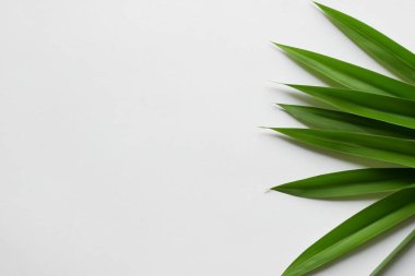 Beyaz Kağıtlı Güzel Yaprak Arkaplanı Serinletici ve Serin Kombinasyon