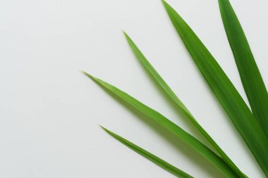 Beyaz Kağıtlı Güzel Yaprak Arkaplanı Serinletici ve Serin Kombinasyon