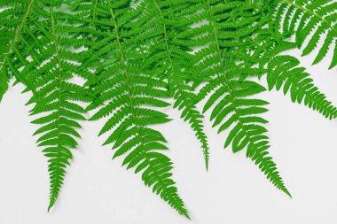 Beyaz Kağıtlı Güzel Yaprak Arkaplanı Serinletici ve Serin Kombinasyon