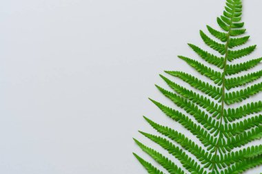 Beyaz Kağıtlı Güzel Yaprak Arkaplanı Serinletici ve Serin Kombinasyon