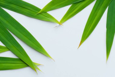 Beyaz Kağıtlı Güzel Yaprak Arkaplanı Serinletici ve Serin Kombinasyon