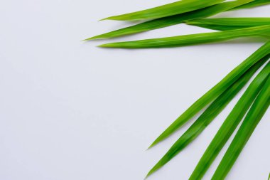 Beyaz Kağıtlı Güzel Yaprak Arkaplanı Serinletici ve Serin Kombinasyon