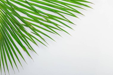 Beyaz Kağıtlı Güzel Yaprak Arkaplanı Serinletici ve Serin Kombinasyon