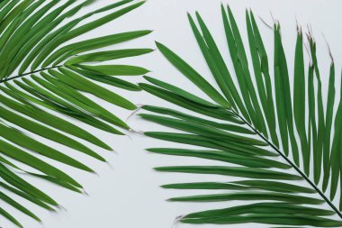 Beyaz Kağıtlı Güzel Yaprak Arkaplanı Serinletici ve Serin Kombinasyon