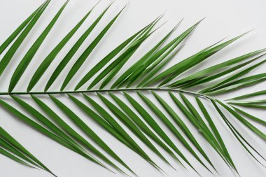 Beyaz Kağıtlı Güzel Yaprak Arkaplanı Serinletici ve Serin Kombinasyon