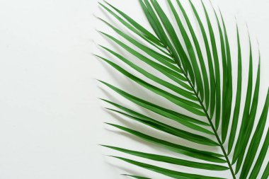 Beyaz Kağıtlı Güzel Yaprak Arkaplanı Serinletici ve Serin Kombinasyon