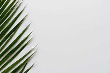 Beyaz Kağıtlı Güzel Yaprak Arkaplanı Serinletici ve Serin Kombinasyon