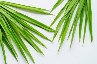 Beyaz Kağıtlı Güzel Yaprak Arkaplanı Serinletici ve Serin Kombinasyon