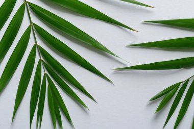 Beyaz Kağıtlı Güzel Yaprak Arkaplanı Serinletici ve Serin Kombinasyon