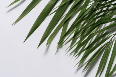 Beyaz Kağıtlı Güzel Yaprak Arkaplanı Serinletici ve Serin Kombinasyon