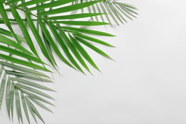 Beyaz Kağıtlı Güzel Yaprak Arkaplanı Serinletici ve Serin Kombinasyon