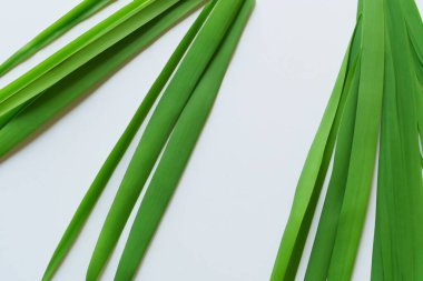 Beyaz Kağıtlı Güzel Yaprak Arkaplanı Serinletici ve Serin Kombinasyon