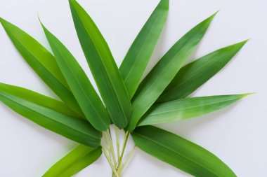 Beyaz Kağıtlı Güzel Yaprak Arkaplanı Serinletici ve Serin Kombinasyon