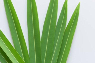 Beyaz Kağıtlı Güzel Yaprak Arkaplanı Serinletici ve Serin Kombinasyon