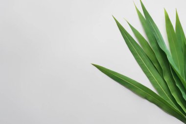 Beyaz Kağıtlı Güzel Yaprak Arkaplanı Serinletici ve Serin Kombinasyon