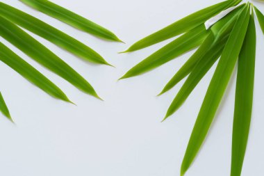 Beyaz Kağıtlı Güzel Yaprak Arkaplanı Serinletici ve Serin Kombinasyon